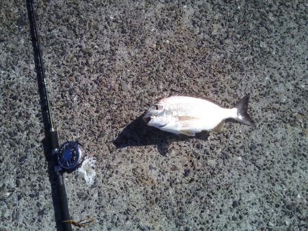 久しぶりのヘチ釣りで良サイズのヘダイ