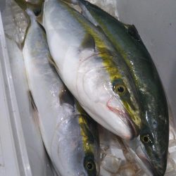 台風後の明石ジギングで青物