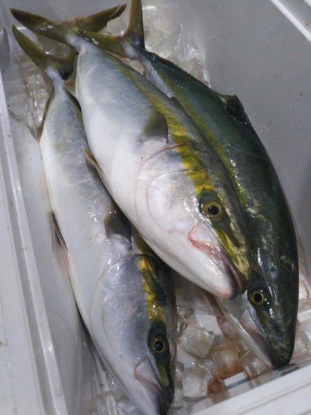 台風後の明石ジギングで青物