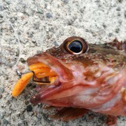 ロックフィッシュ