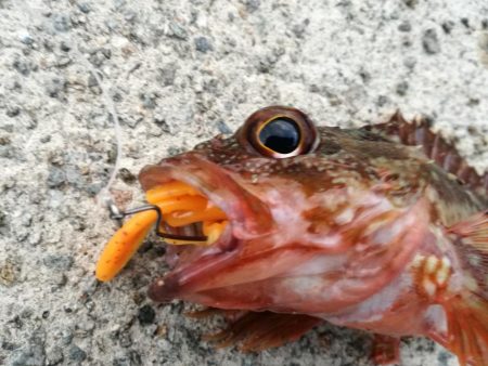 ロックフィッシュ