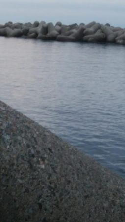 アオリイカ7杯でした。。。