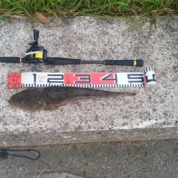 デイマゴチ&アオリ