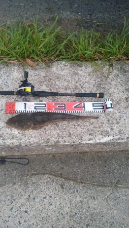 デイマゴチ&アオリ