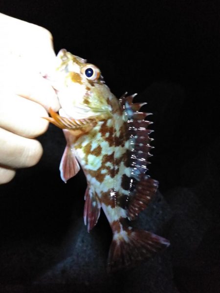 ガシラ釣り楽しい！