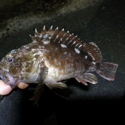 南港フェリーヘチ釣り （小キビレ、ガシラ釣果）