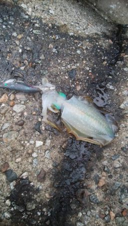 アオリイカ 5杯