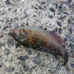 アジ、カワハギその他