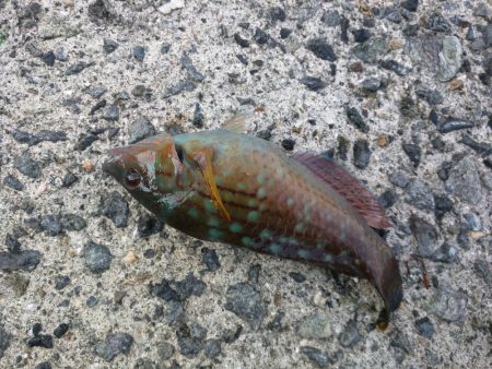 アジ、カワハギその他