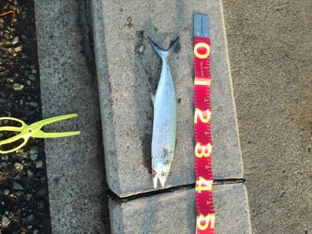 風のなかのショアジギング