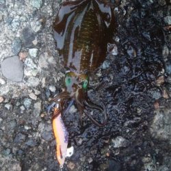 アオリイカ15杯！　自作エギでも釣れた！