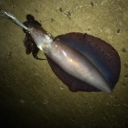 夏のキロアップ