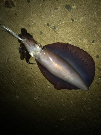 夏のキロアップ