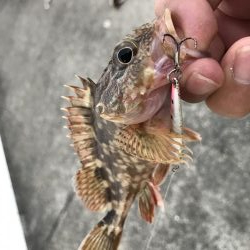 癒やしのガッシー3rd