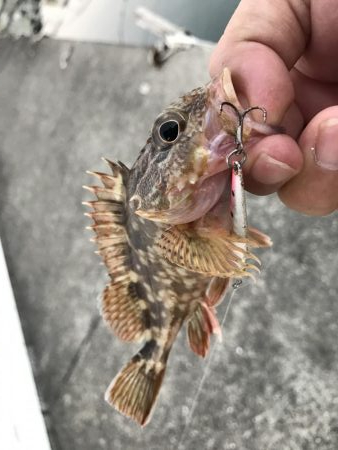 癒やしのガッシー3rd