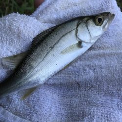 チヌポッパー！