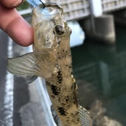 ランガンポッパー