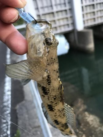 ランガンポッパー