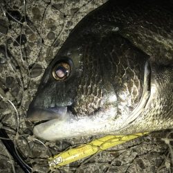 青流してチヌ！