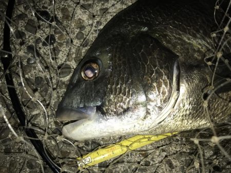 青流してチヌ！