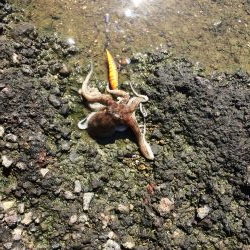 サイズ上がってきた