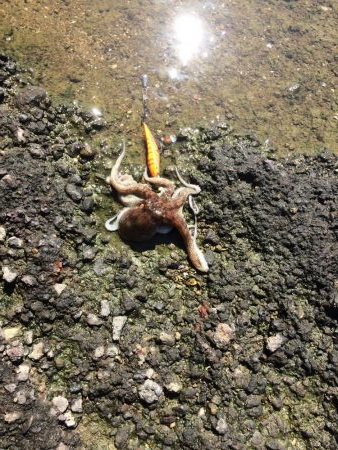 サイズ上がってきた