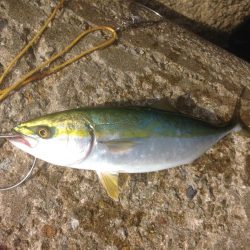 盆休み釣行ツバスのみ