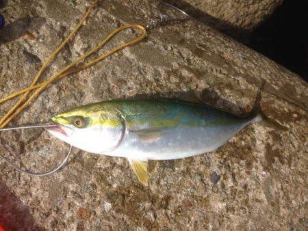 盆休み釣行ツバスのみ