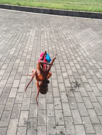 終盤タコまだいける