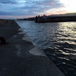 昼はだめ　夕まずめは入れ食い