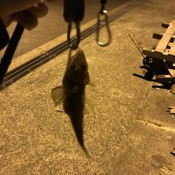 西舞鶴でマゴチ！