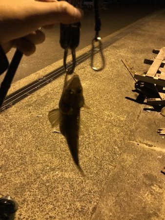 西舞鶴でマゴチ！