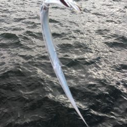 タチウオ釣れましたが小さ過ぎ！