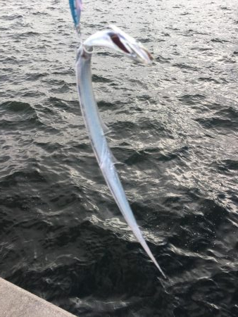 タチウオ釣れましたが小さ過ぎ！