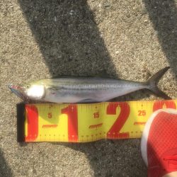 サゴシ1、バラし1