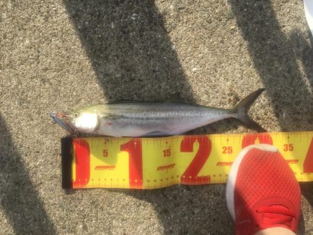 サゴシ1、バラし1