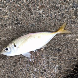 メクリアジ・サゴシ