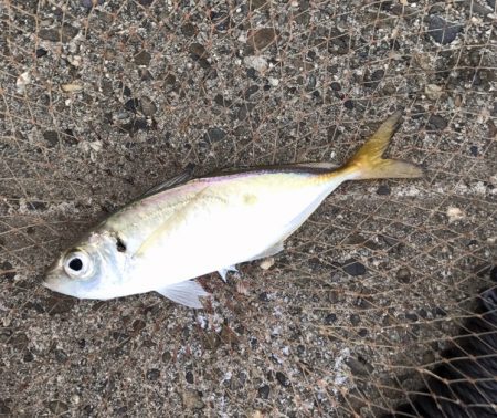 メクリアジ・サゴシ