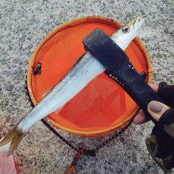 カマス大きくなったね！