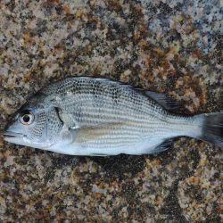 残暑のキス釣り