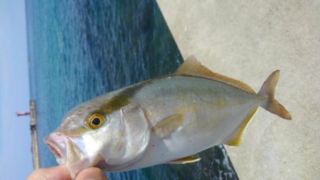 新子が沸いてるときいたので