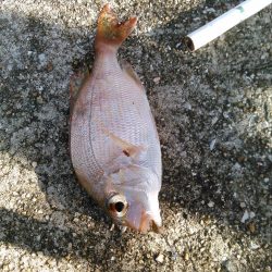 マダイとクロサギ