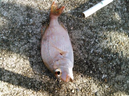 マダイとクロサギ