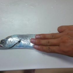 夕涼みワインド