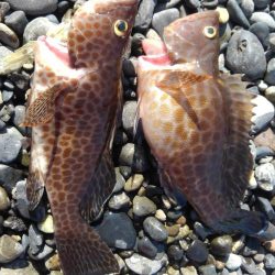 ハタって案外良い引きするんだ