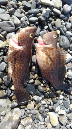 ハタって案外良い引きするんだ