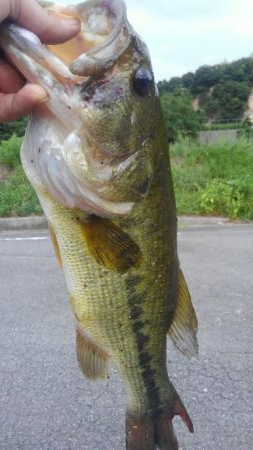 台風前のおかっぱり