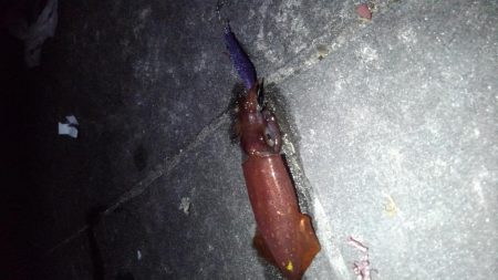 ライトエギング