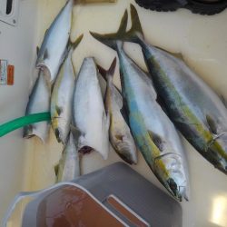 アコウ狙いの青物釣り
