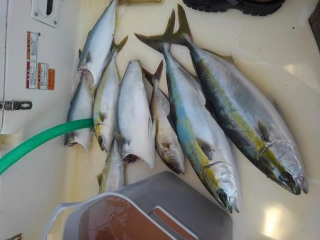 アコウ狙いの青物釣り